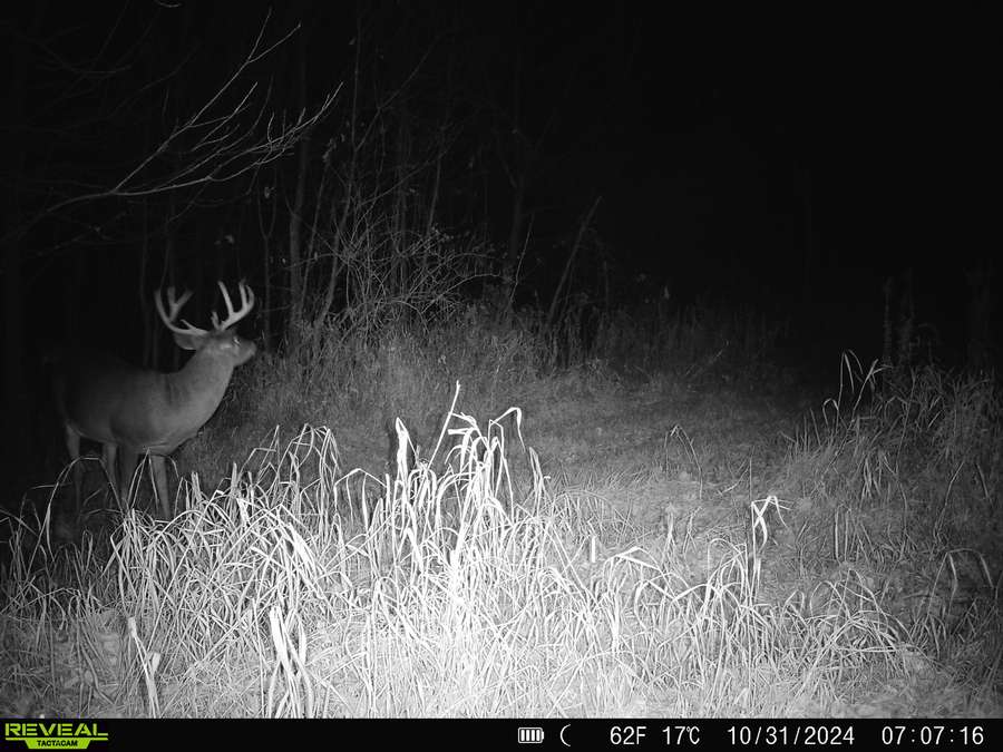 solid buck.jpg
